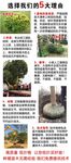 大型苗圃基地直销