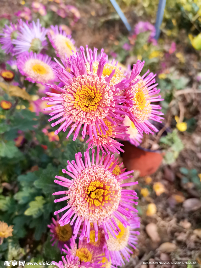 红色菊花花朵手机摄影