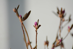 紫色干枝杜鹃花苞