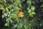 黄鳝藤炮仗花花苞特写