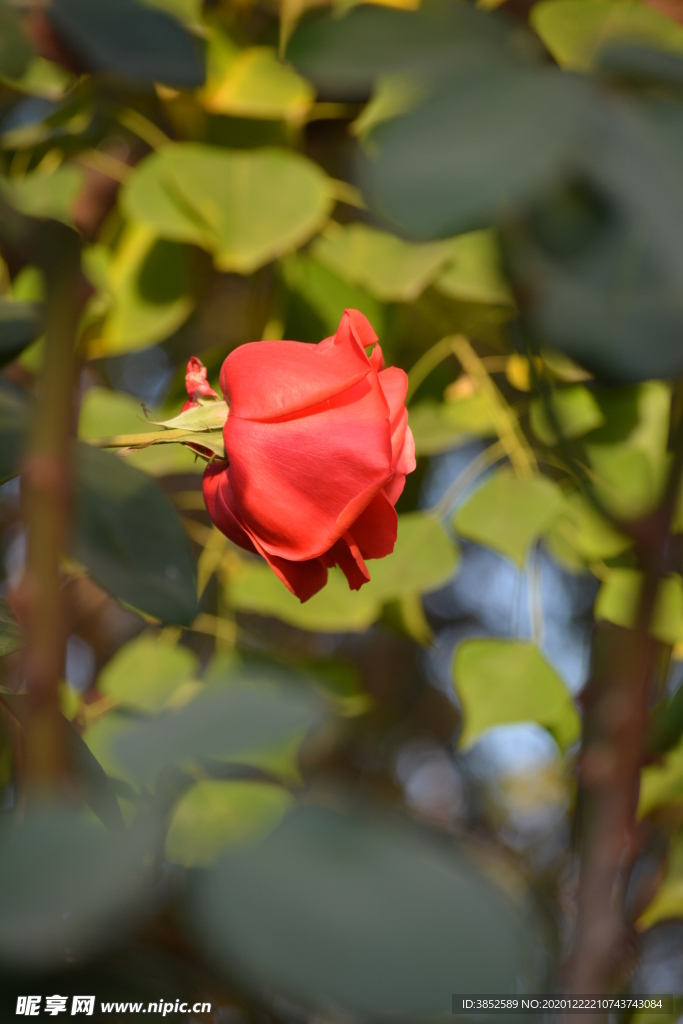 阳光下红色月季玫瑰花朵特写