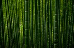 竹