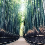 竹