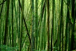 竹