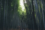 竹