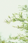 竹