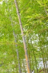 竹