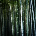 竹