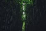 竹