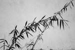 水墨竹