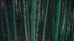 竹
