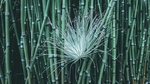 竹