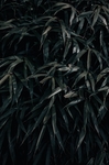 竹