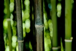 竹