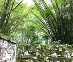 竹