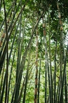 竹