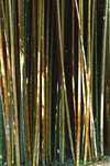 竹