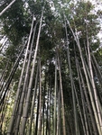 竹