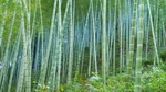 竹