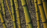 竹