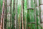 竹