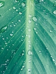 露珠