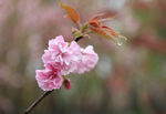 雨樱花