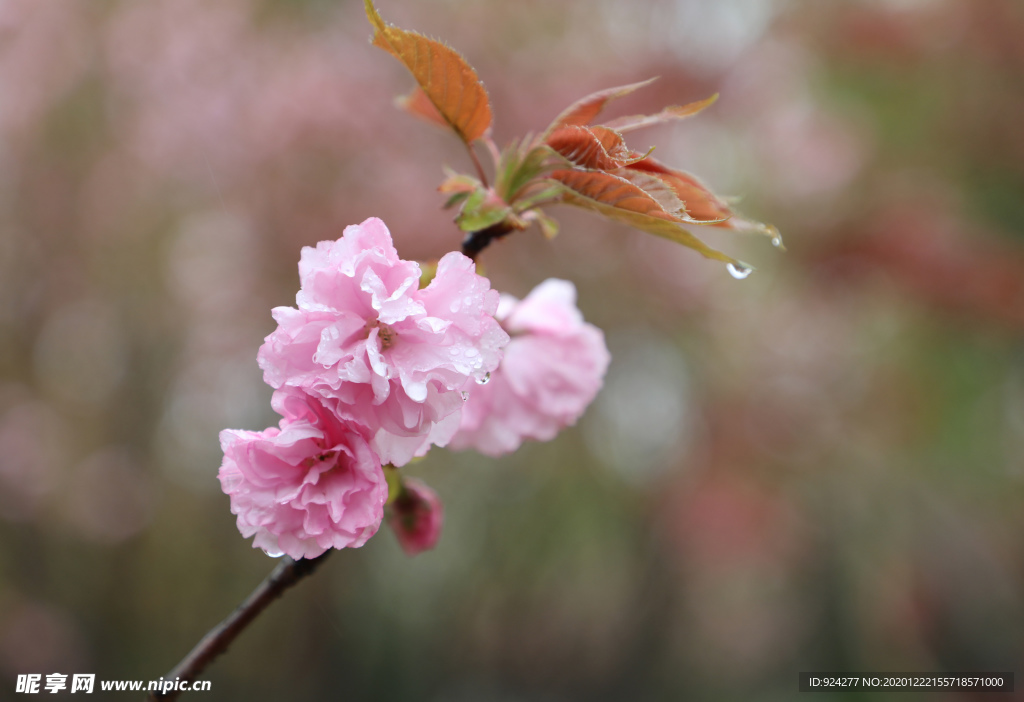 雨樱花