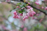 海棠花开