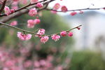 梅花
