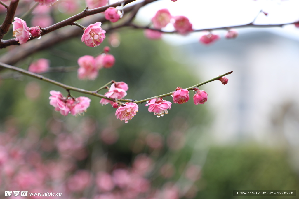 梅花