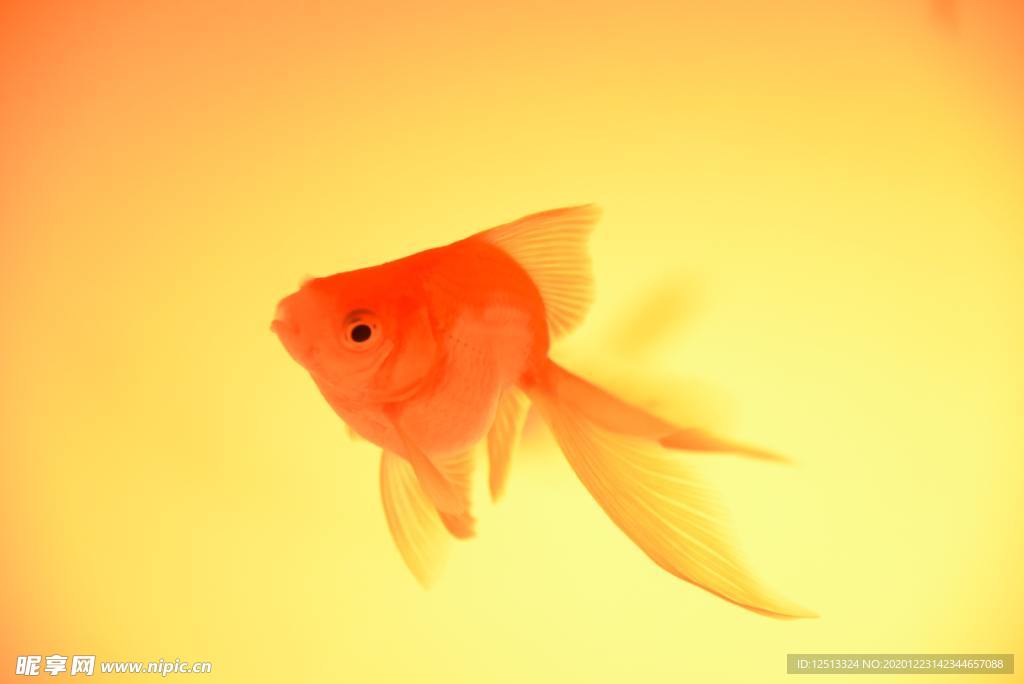 鱼
