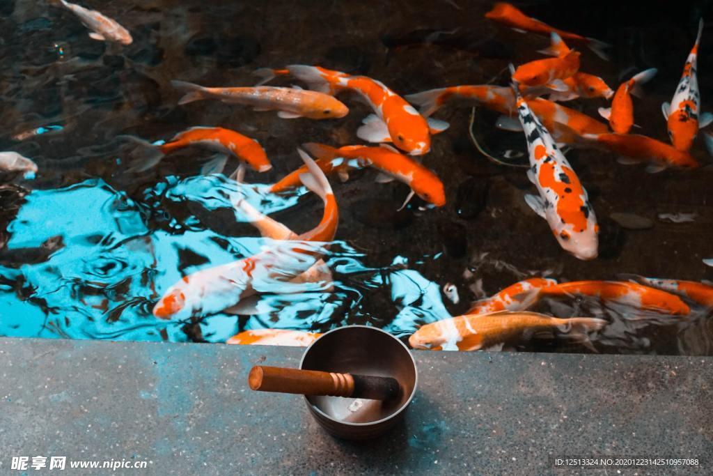 锦鲤