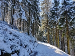 冬天大雪森林树木风景