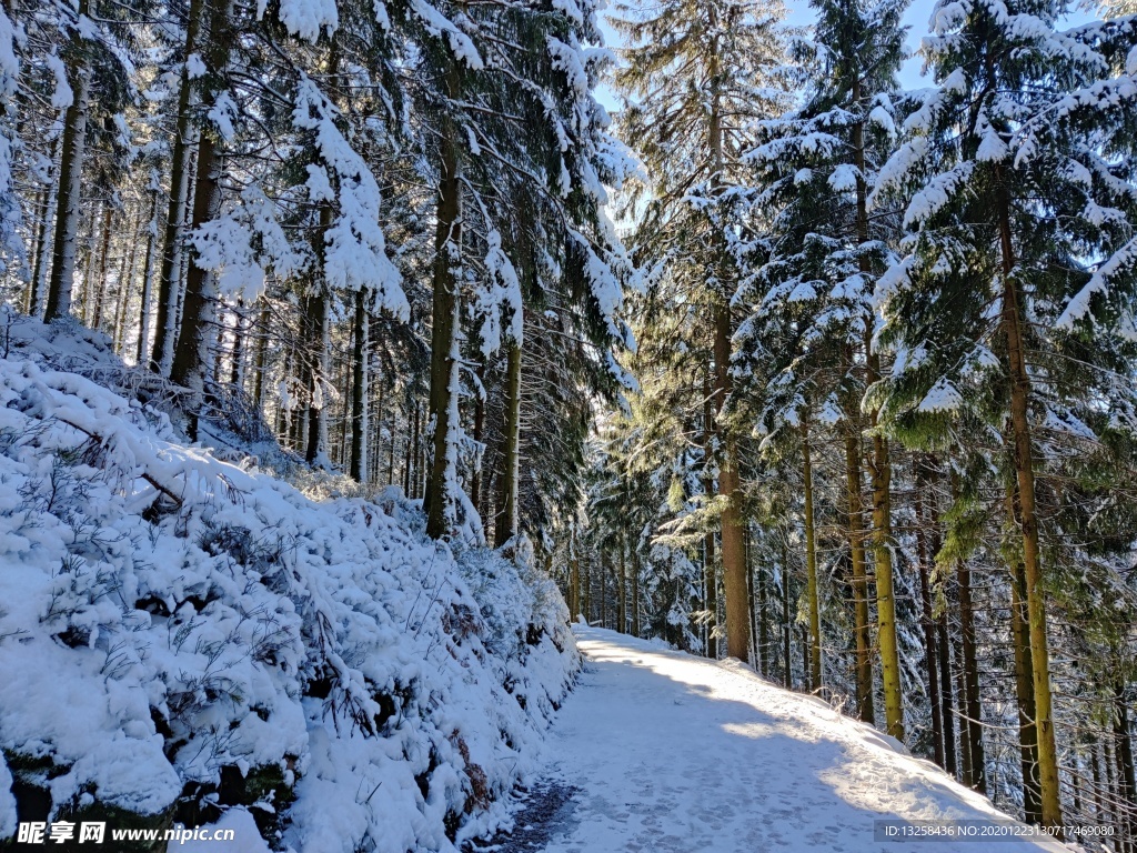 冬天大雪森林树木风景