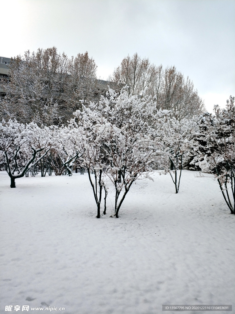 校园雪景