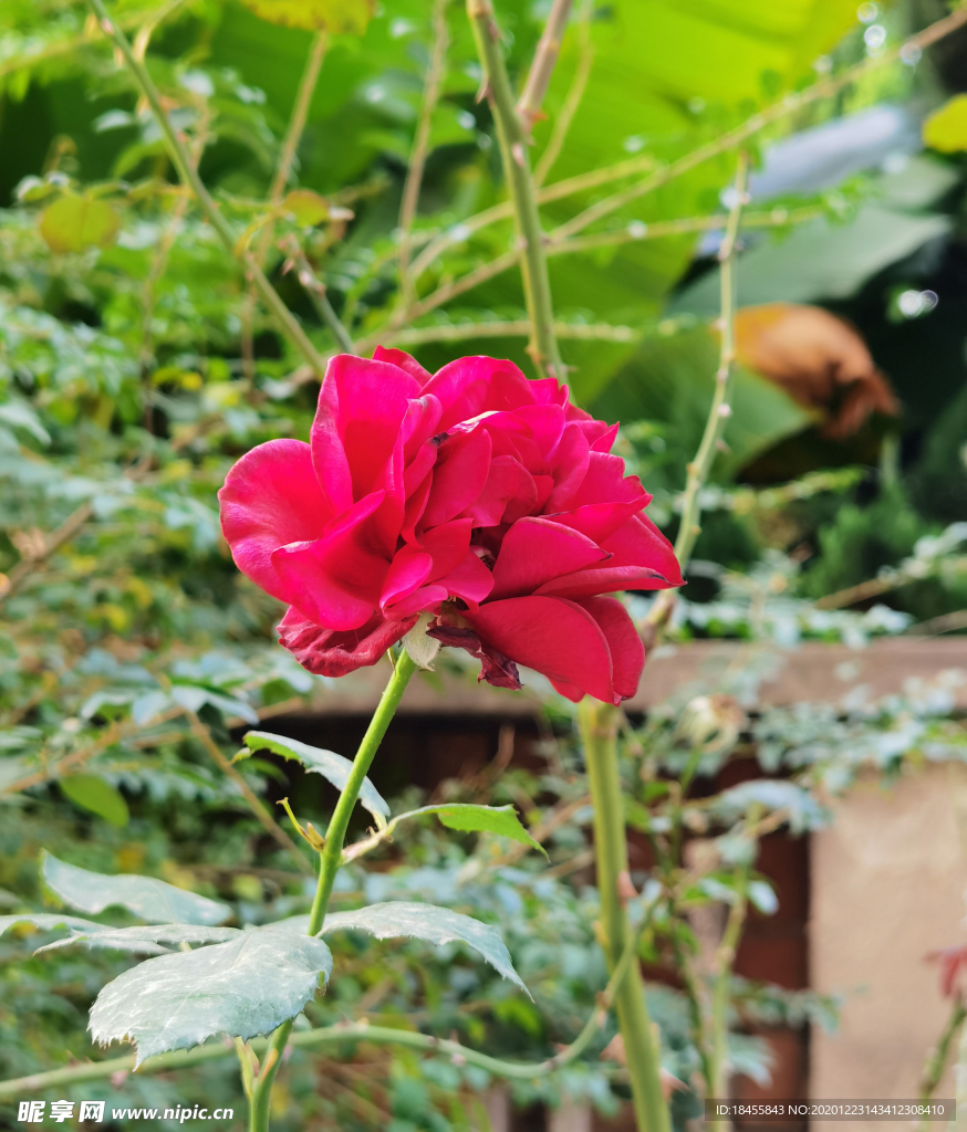 花卉