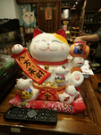宠物猫