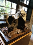石头