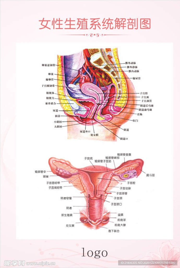 女性生殖系统解剖图