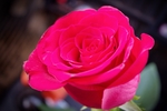 玫瑰花