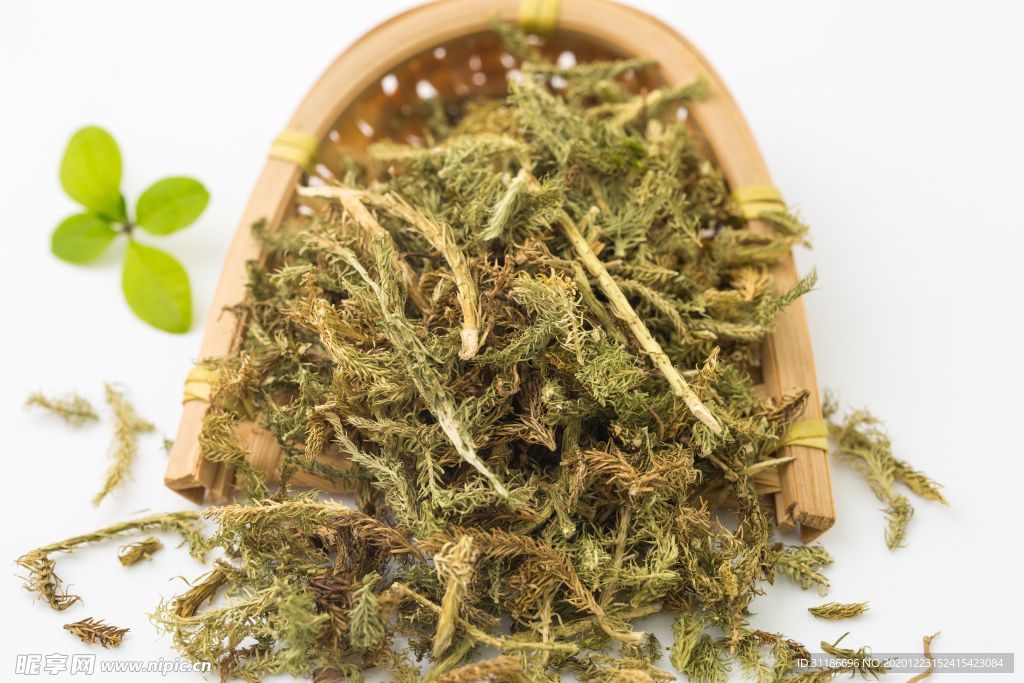伸筋草