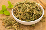 伸筋草