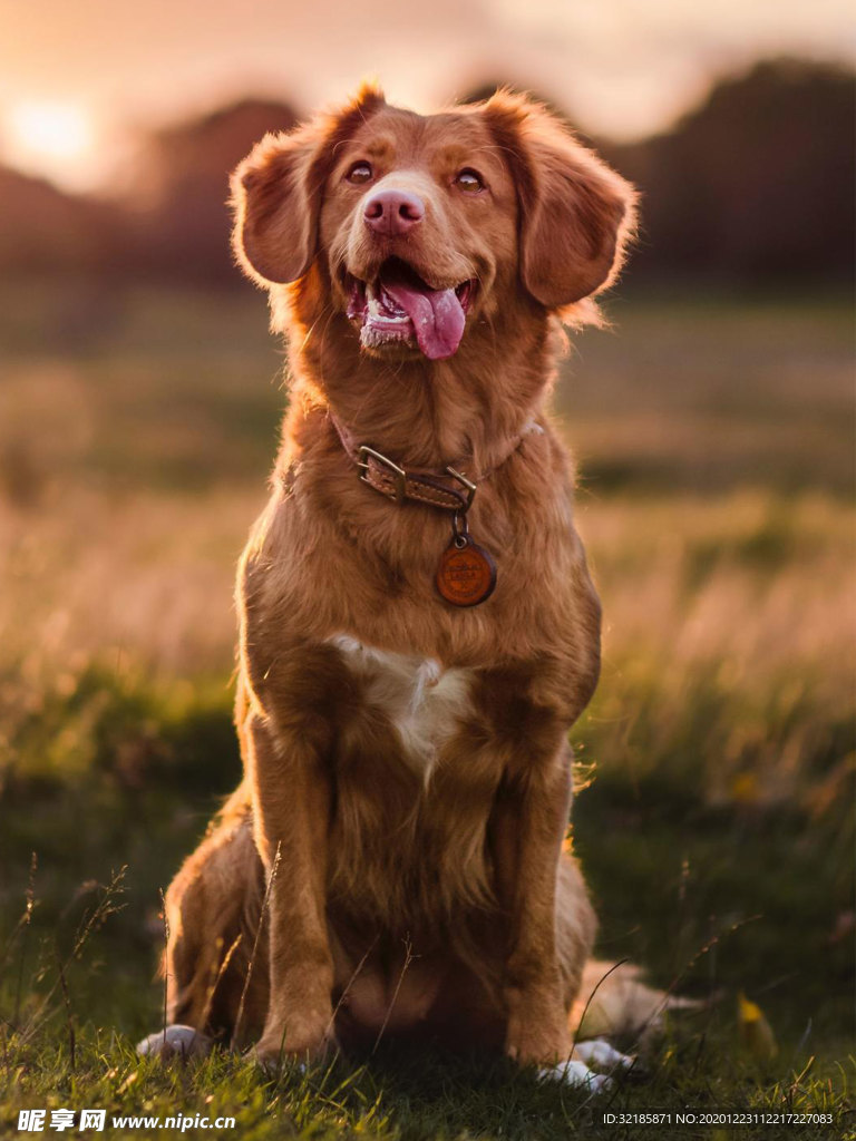 犬    图片