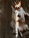 柯基   犬