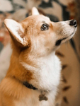 柯基   犬