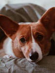 柯基犬图片