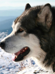 二哈   犬
