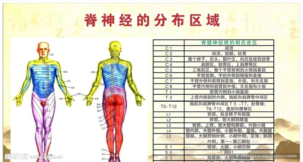 脊神经的分布区域图