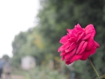 玫瑰花